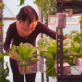 UQ PHD student Thi Thanh Nhan An during a harvest inside her semi-greenhouse urban farming prototype.